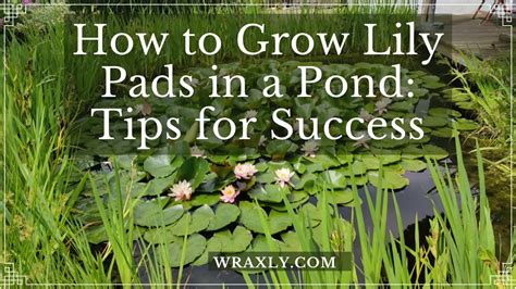 How to Grow Lily Pads in a Pond: Tips for Success .